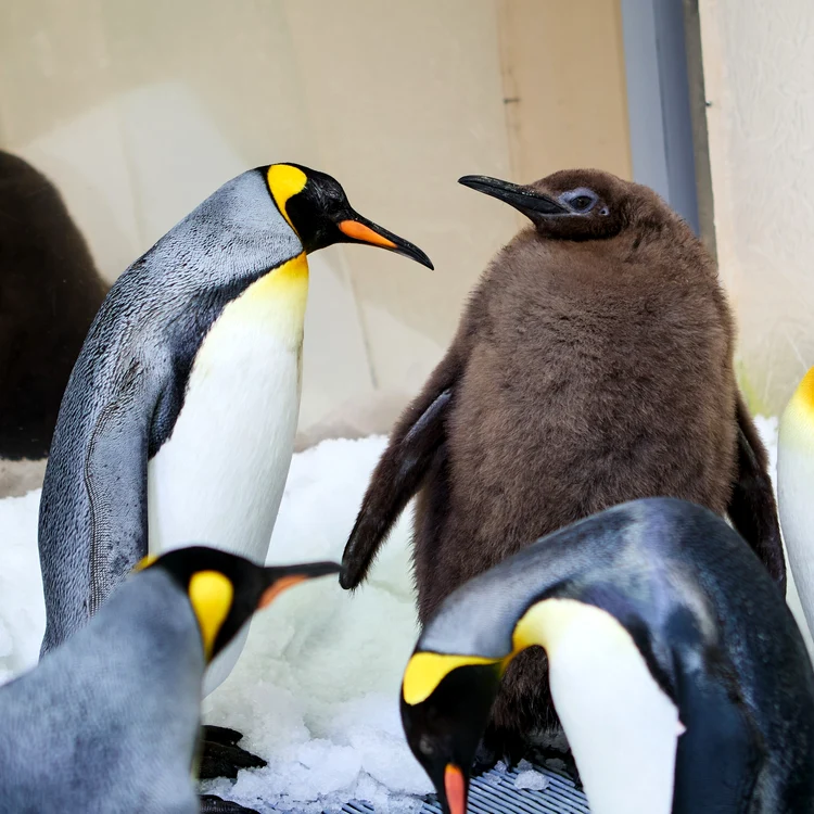 Pinguinul Pesto are 9 luni și 22, 5 kilograme FOTO: Sea Life Melbourne