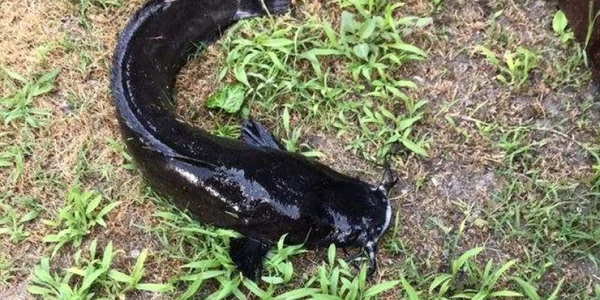 Somn african - specie de peşte nou descoperită în Delta Dunării Sursa Digi24