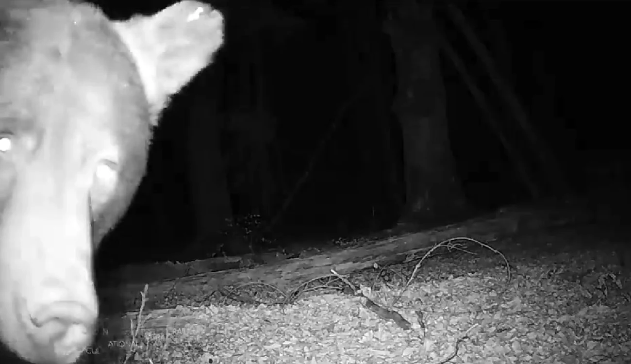 Ursul a găsit camera. FOTO Captură video Mircea Verghelet, Parcul Național Piatra Craiului