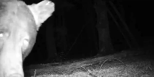 Urs Piatra craiului FOTO captura videi Romsilva jpg