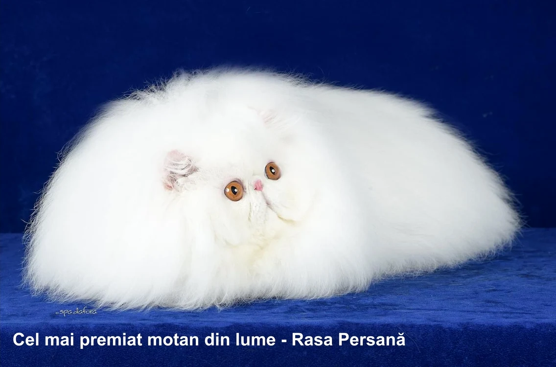 Cel mai premiat motan din lume jpg