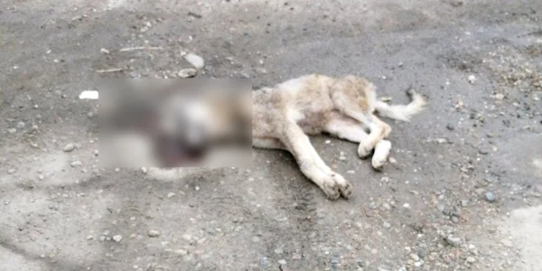 lupoaica ucisa lup foto garda de mediu huendoara