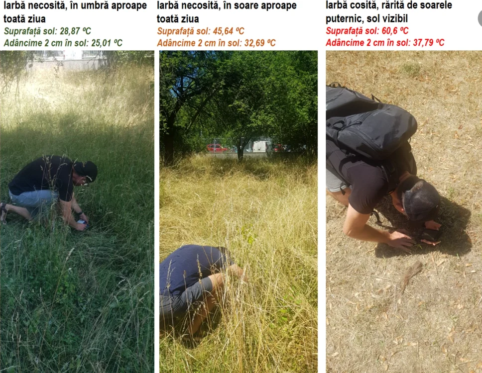 Cercetătorul a făcut măsurători de temperatură în trei zone: iarbă necosită, la umbra unui copac/iarbă necosită la soare/iarbă cosită la soare. FOTO: Arhiva Tibor Hartel