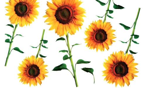 1 64345 original jpg jpeg