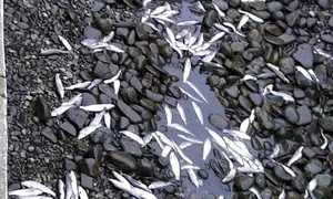 pesti sacrificati png