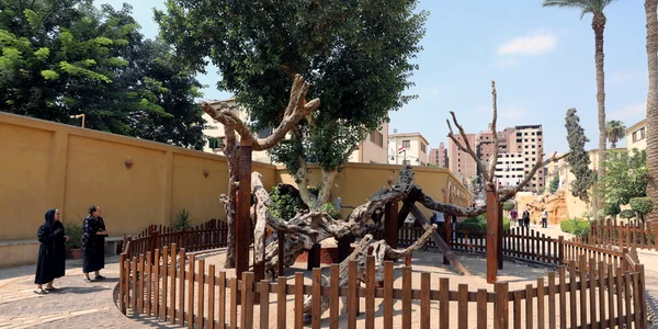 copacul fecioarei maria egipt foto epa efe 