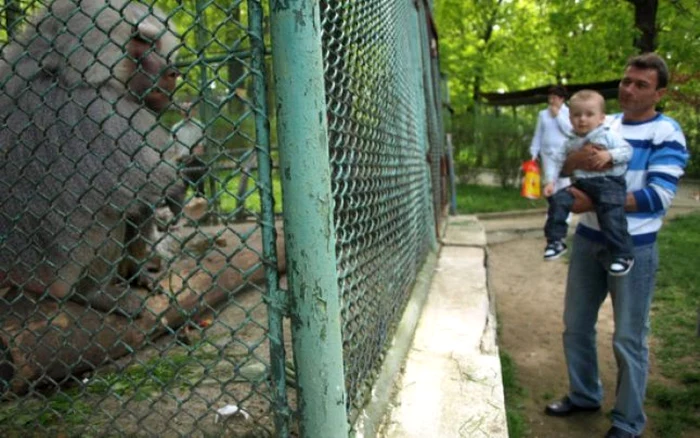 Babuinul din Zoo Hunedoara a mai îmbătrânit cu doi ani de la ultima vizită a turiştilor. D.G.