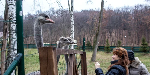 Vizitatori se uită la struţi pe fosta moşie a fostului preşedinte Viktor Ianukovici care este acum un muzeu în Novi Petrivtsi Ucraina FOTO Guliver/Getty Images