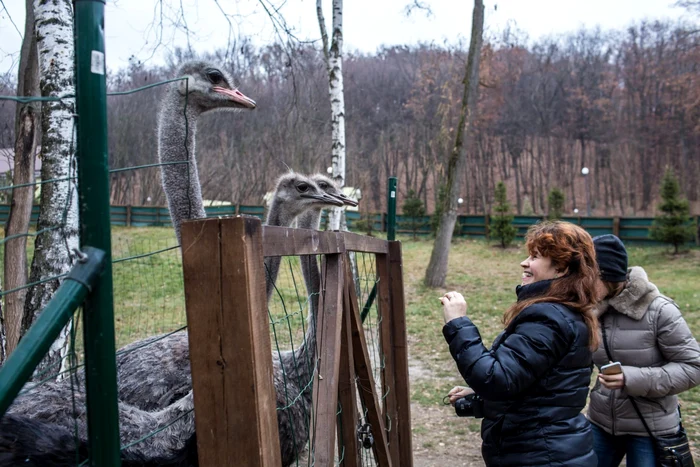Struţii lui Ianukovici sunt celebri şi
stresaţi