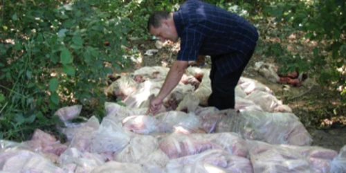 Bacău: Societatea care a aruncat tone de carne în pădure a fost amendată (UPDATE)