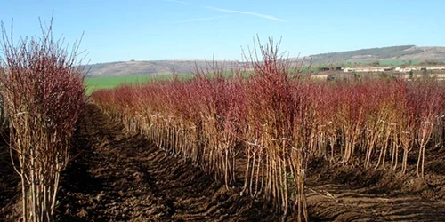 material saditor foto IPN