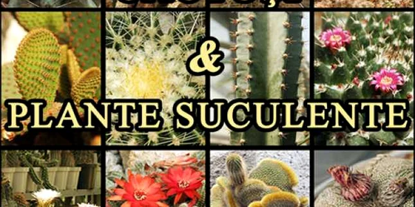 cactusi satu mare
