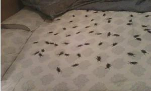 Toți se sperie de gândaci pentru că sunt unele dintre cele mai dezgustătoare insecte png