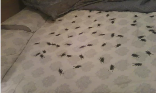 Toți se sperie de gândaci pentru că sunt unele dintre cele mai dezgustătoare insecte png