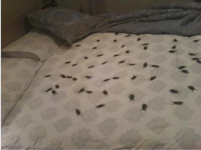 Toți se sperie de gândaci pentru că sunt unele dintre cele mai dezgustătoare insecte