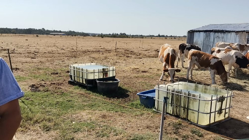 Pajiști pârjolite, animale afectate de căldură și fermieri deznădăjduiți. „Să nu mai ai fir de iarbă?!”, „Porumbul e terminat” VIDEO