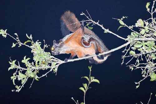 1 shutterstock 1602825289 jpg jpeg