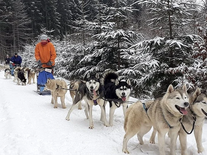 Aventuri cu sănii trase de câini Husky în Harghita Foto untravelledpaths com