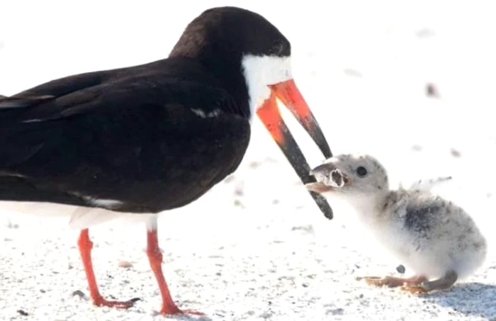 Un forfecar ii da de mancare puiului sau un chistoc de tigara FOTO Karen Mason