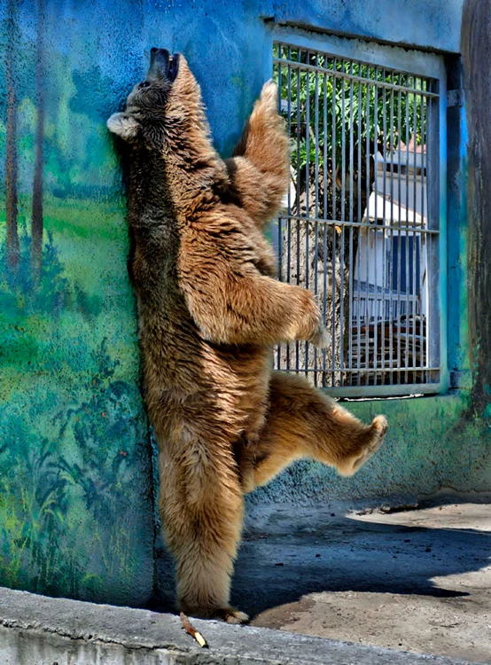 Dar continuă să se scarpine, încercând să acopere toată suprafaţa corpului