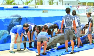 Kuru a fost  pus pe o targă jpeg