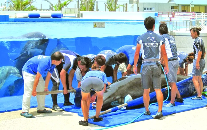 Kuru a fost pus pe o targă