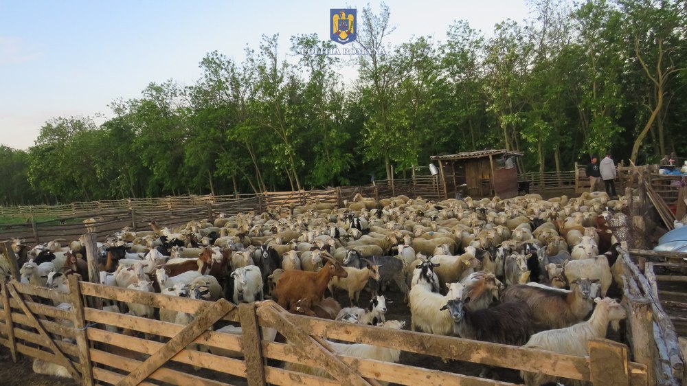 „Au făcut-o de oaie”: trei bărbați reținuți după ce au furat de la mai multe stâne