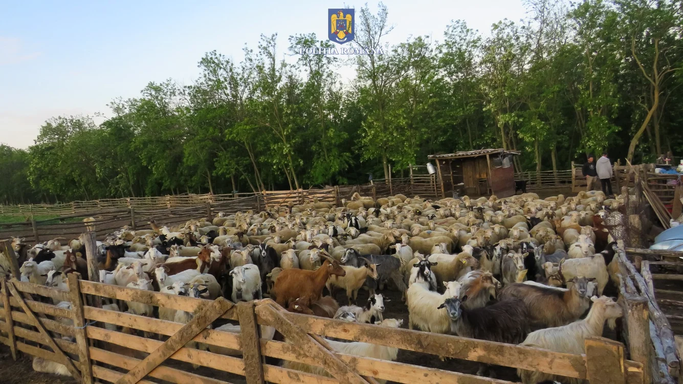 Animalele recuperate au fost restituite proprietarilor. FOTO: arhivă / Poliția Română