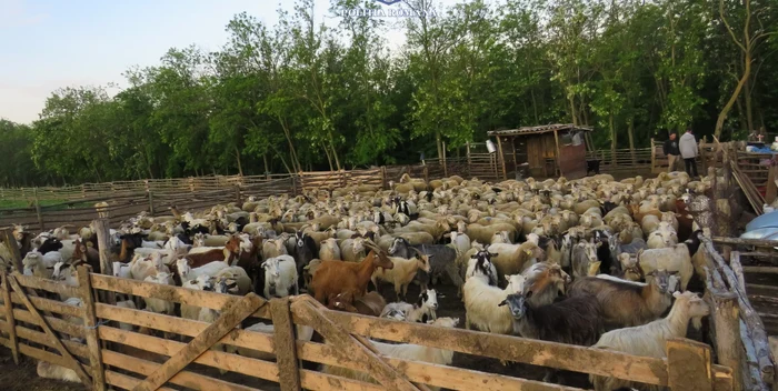 Mai multe oi au murit din caua unui tratament toxic FOTO: Arhivă