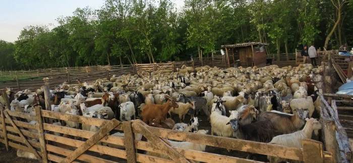 Mai multe oi au fost otrăvite pe un câmp din județul Galați