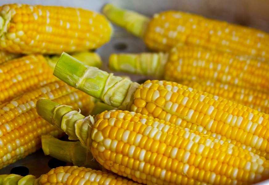 Panică în Zambia: sute de câini au murit după ce au mâncat porumb otrăvit. În Africa este alimentul de bază