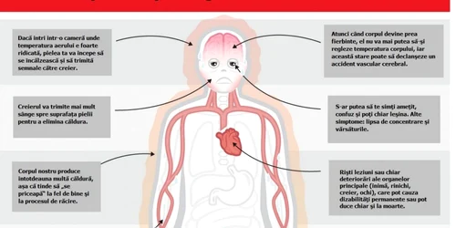 efectele caniculei corp si creier