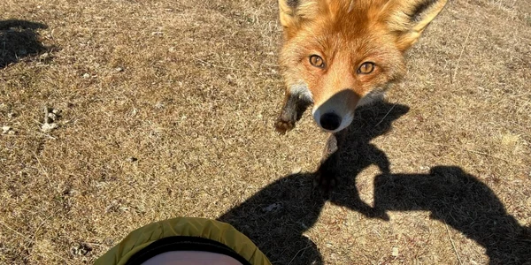 Foxi  Mihai  Banu Parcul National Piatra Craiului