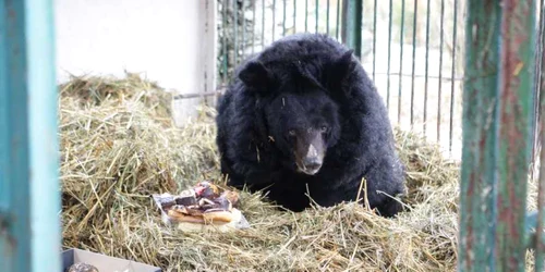 Ursoaica "Tica" şi-a primi porţia de dulciuri 