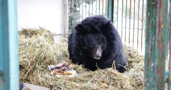 Ursul capturat pe străzile din Ploieşti va fi dus la Zărneşti. FOTO Adevărul