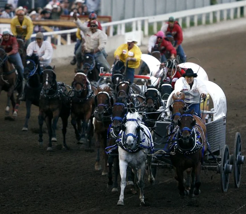 Chuckwagon, un sport controversat (REUTERS)