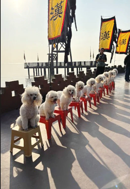 Cei 10 căţei au ajuns în Cartea Recordurilor Guinness datorită talentului lor. SURSĂ FOTO: GUINNESS 