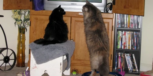 pisica televizor FOTO wanderwoman17.wordpress.com