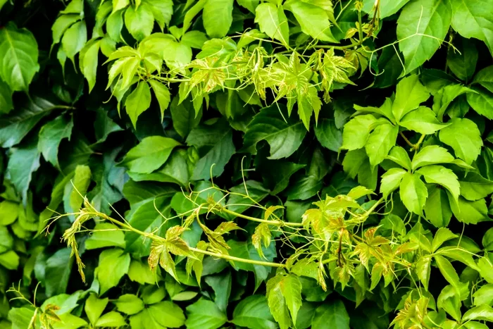 Cum să elimini plantele invazive care cresc printre arbuști