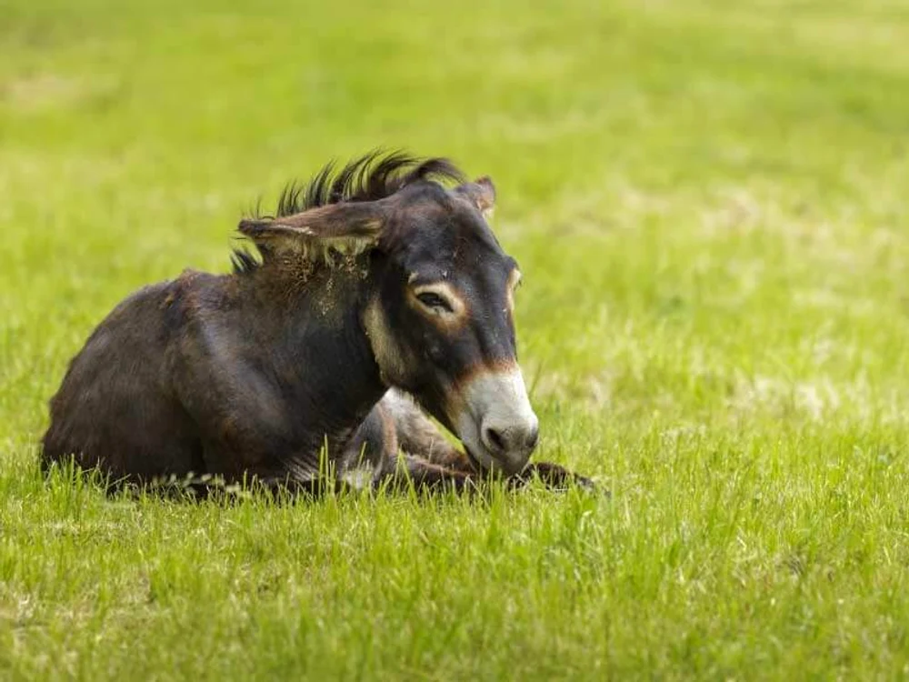 Donkey jpg jpeg
