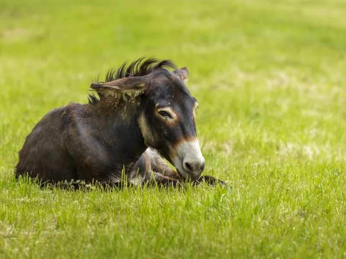 Donkey jpg jpeg