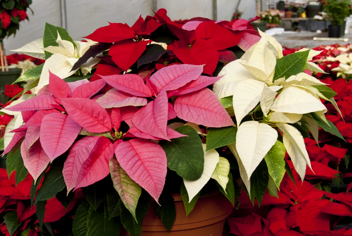 birdseye poinsettia2 jpg jpeg
