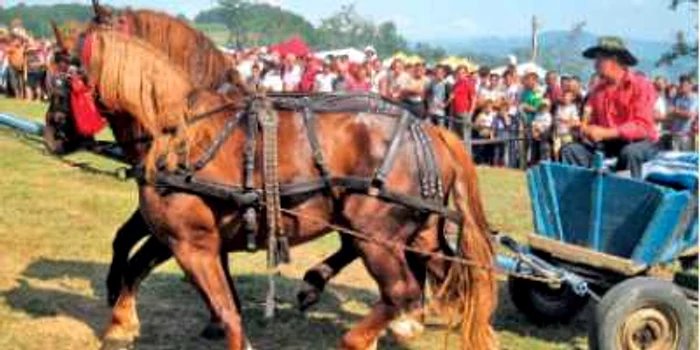 Expoziţie de cai şi trăsuri la Godineşti