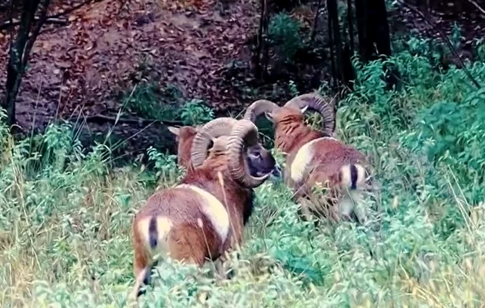 Mufloni în libertate în pădurile Sucevei FOTO: Claudia Oros