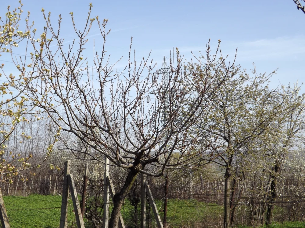 Pomii înfloriţi prea devreme au fost cei mai afectaţi
