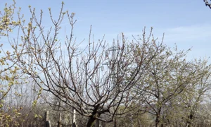 Pomii înfloriţi prea devreme au fost cei mai afectaţi jpeg