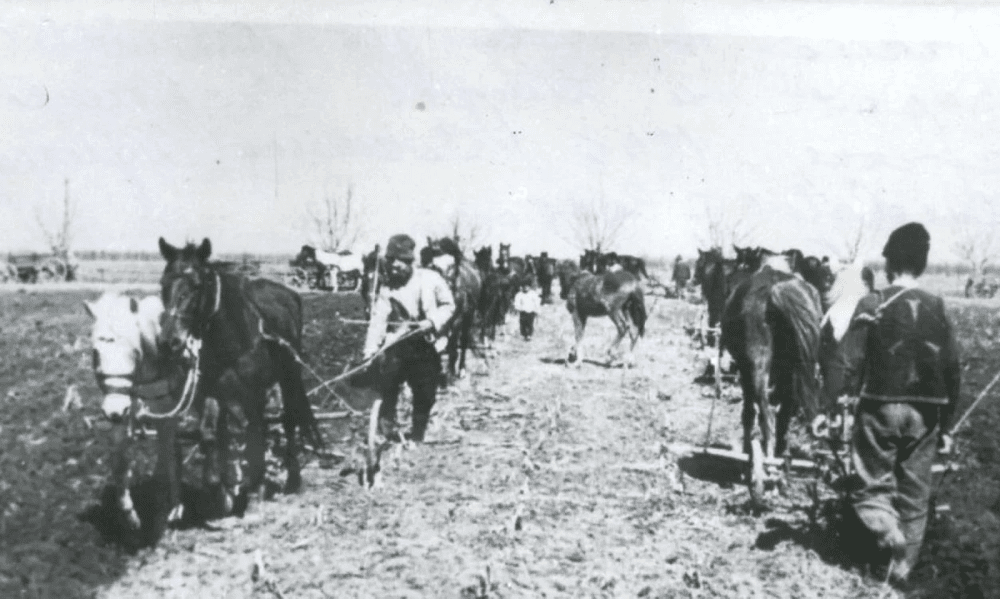 Reforma agrară din 1945, primul pas spre colectivizare: pâinea s-a scumpit de trei ori și cinci țărani munceau la o coasă