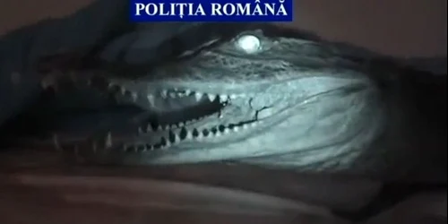 Foto captură video Poliția Prahova