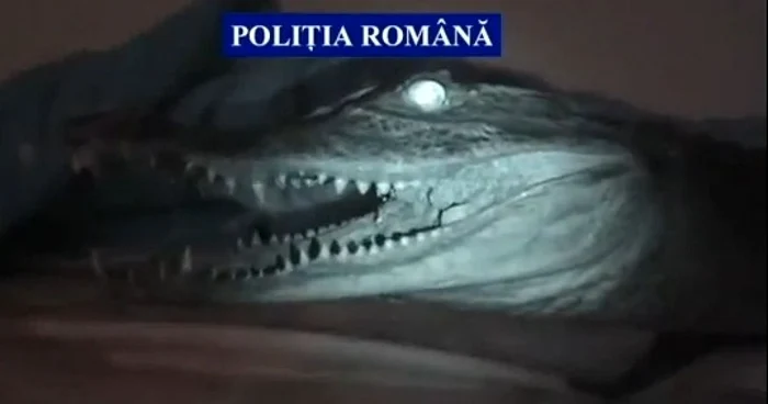 Foto captură video Poliția Prahova