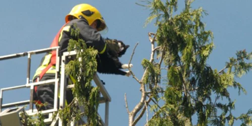 Neamţ: Pisicile „aventuriere“, părăsite de pompieri